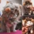 Belmil Funny Cute Pet Cat Costume Lion Mane Wig Cap For Cat Dog Halloween Christmas Clothes Fancy Dress With Ears Pet Clothes