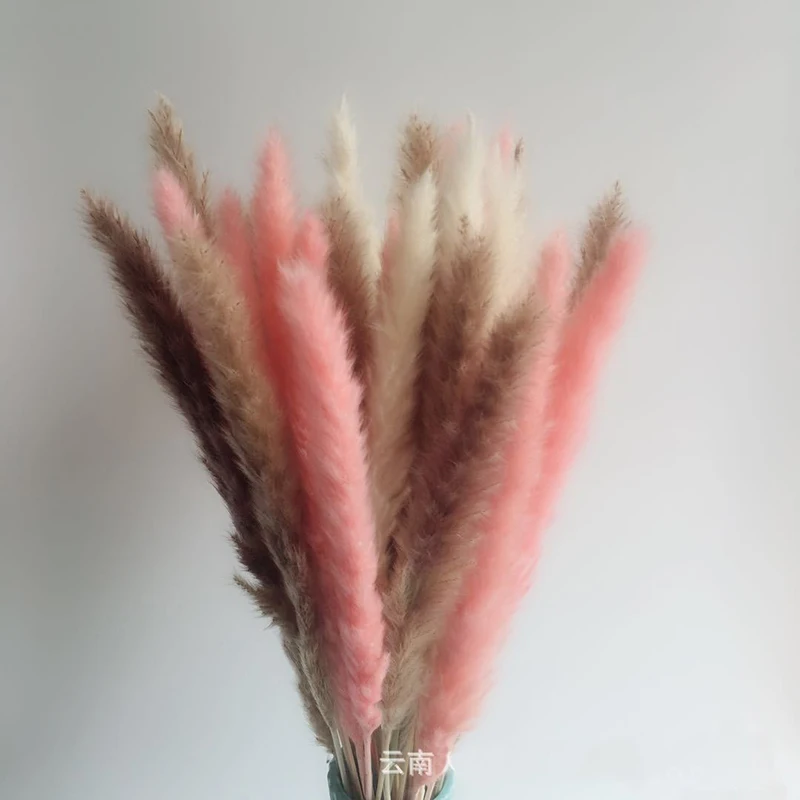 15 шт. Bulrush засушенный натуральный маленький пампасная трава Phragmites munis Свадебный искусственный сушеный цветок букет домашний декор