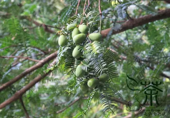 

Torreya Grandis Chinese Nutmeg Yew Xiang Fei