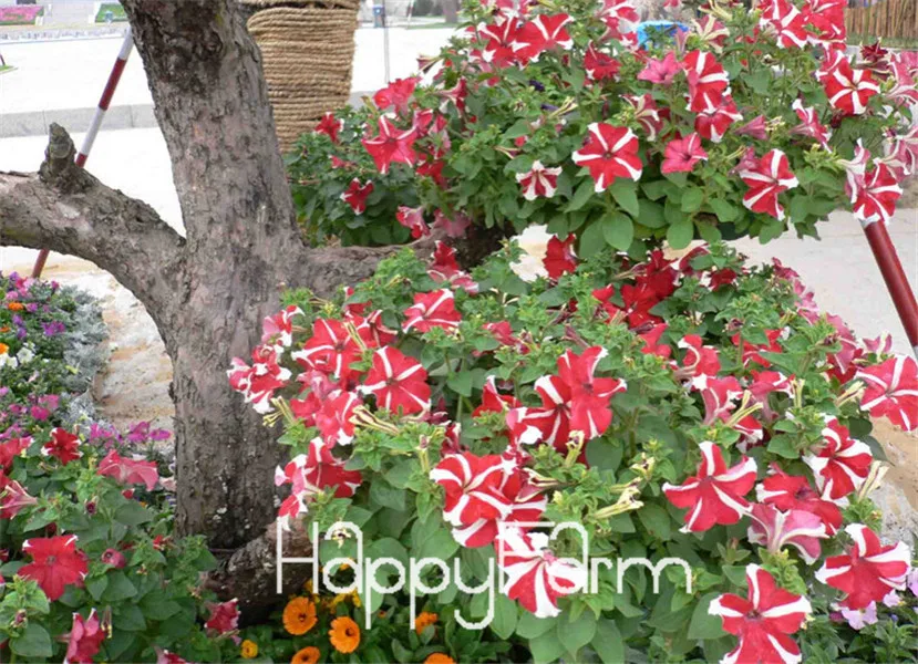 Лимонный ломтик Superbells calibachoa Petunia годовой цветок бонсай, 100 шт в упаковке, 24 цвета на выбор,# ZZSOIT