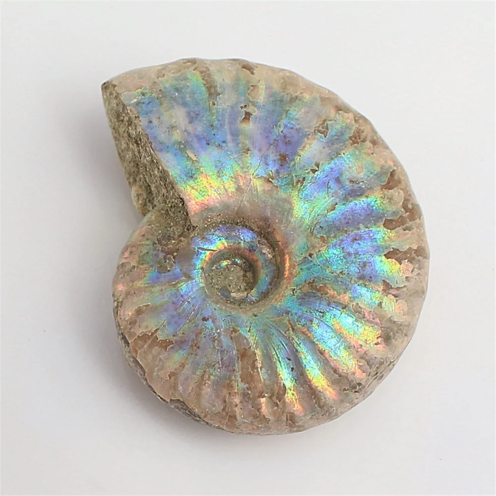 1 шт. непамятный аммонит Fossil Shell цветная коллекция минерал|Камни| |