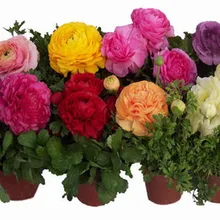 Ванильный цветок растение пион Флорес Бонсай Балкон Для дома и сада-30 шт плантас