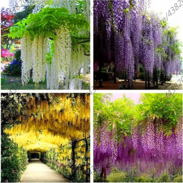 

Plant Bath Salts Wisteria Flower Essence 100Pcs XZZ-69