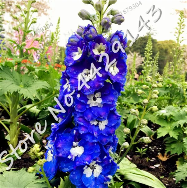 200 шт бонсай цветы дельфиниума красочные ракета Larkspur растения для дома садовые украшения бонсай посадки декоративных растений
