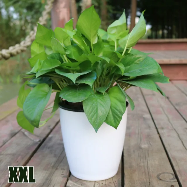 XXL