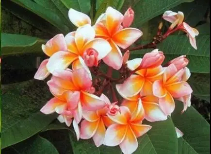 "24 типа", 5 шт. настоящая свежая Плюмерия рубра Франгипани лилавадея цветок дерево бонсай - Цвет: 5