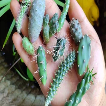 

Ngryise 3pcs a set Opuntia random