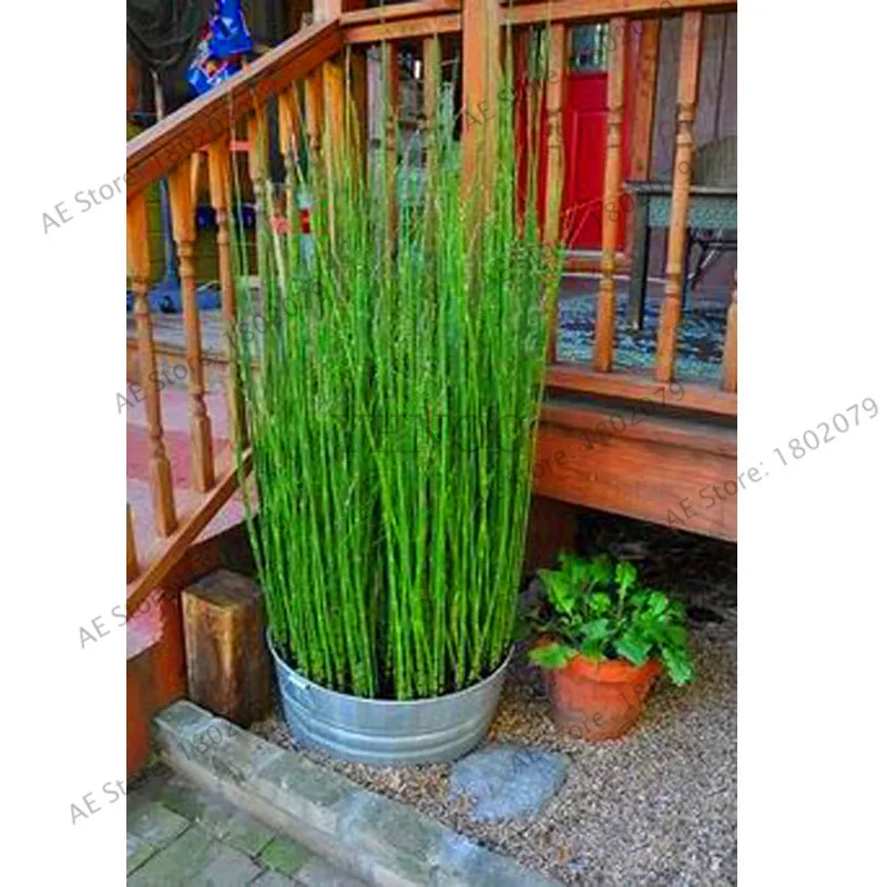 60 шт. Свежие Бамбуковые растения Moso 99% Bambu Bambusa Lako Tree Plantas DIY домашние садовые украшения бонсай дом