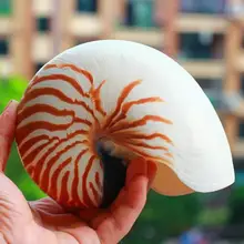 (1 sztuk/partia) CHAMBERED NAUTILUS naturalne powłoki duża muszla hamak NAUTILUS naturalne powłoki i muszla dekoracji wnętrz akwarium