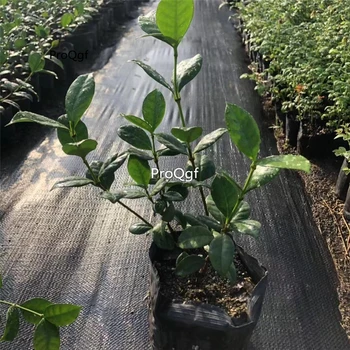 

Prodgf 1Pcs A Set Trachelospermum jasminoides