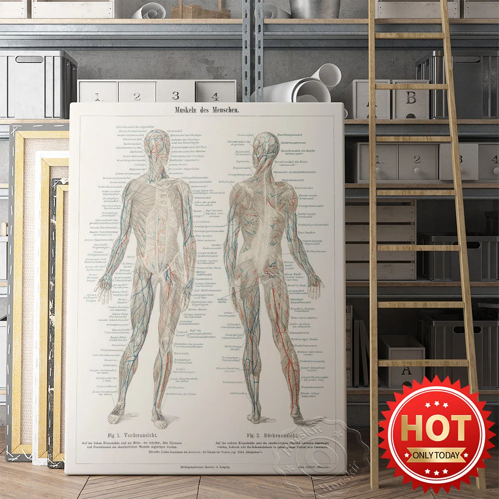

Anatomical Human Prints Poster, Nervous System Skeleton Body Organ Muscle Art Prints, Hospital Doctor Office Wall Art Decor