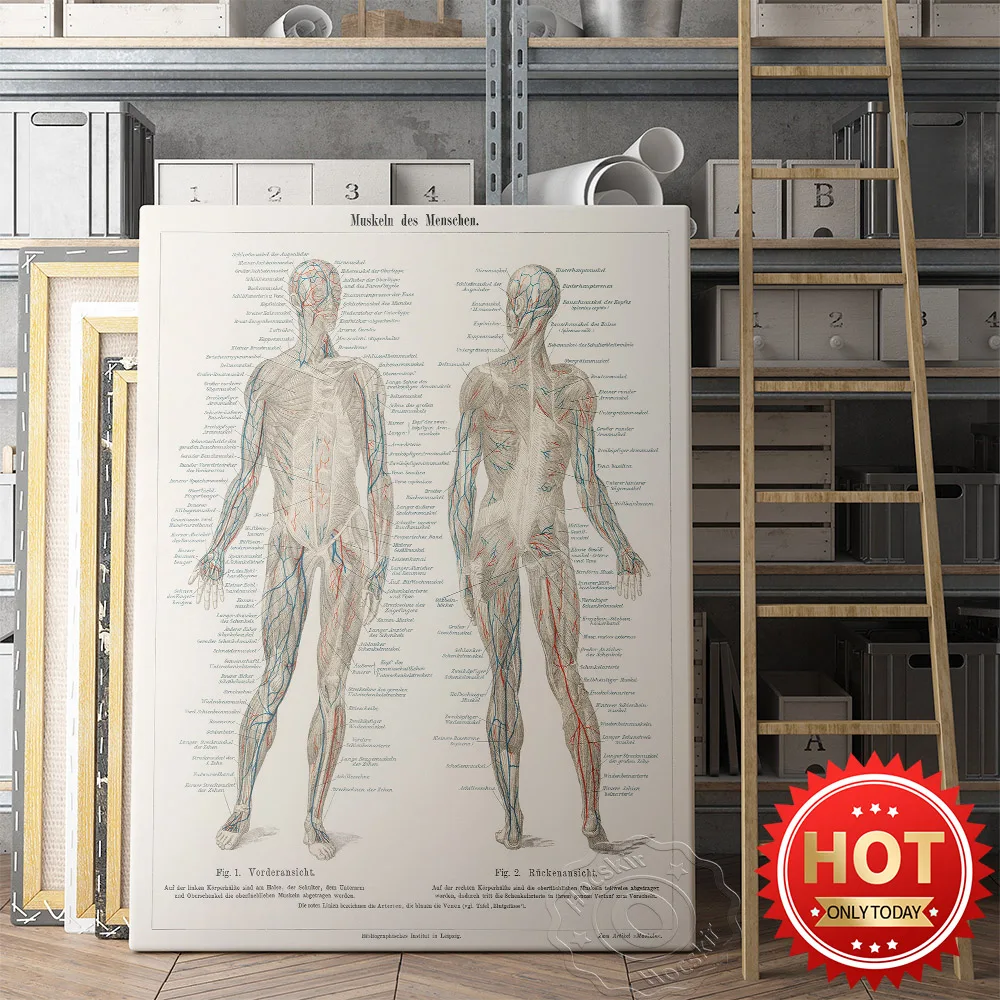 Anatomical Human Prints Selling and selling Poster Nervous Org System famous Skeleton Body