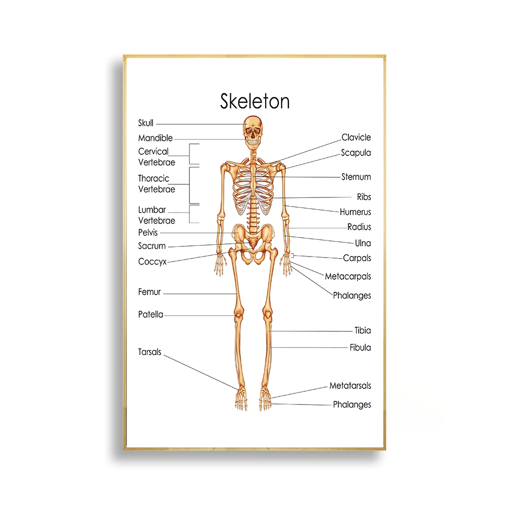Украшение дома череп мышцы плакаты с системой холст печать Анатомия диаграмма человеческого тела школа медицинский Скелет образовательные принадлежности - Цвет: Светло-серый