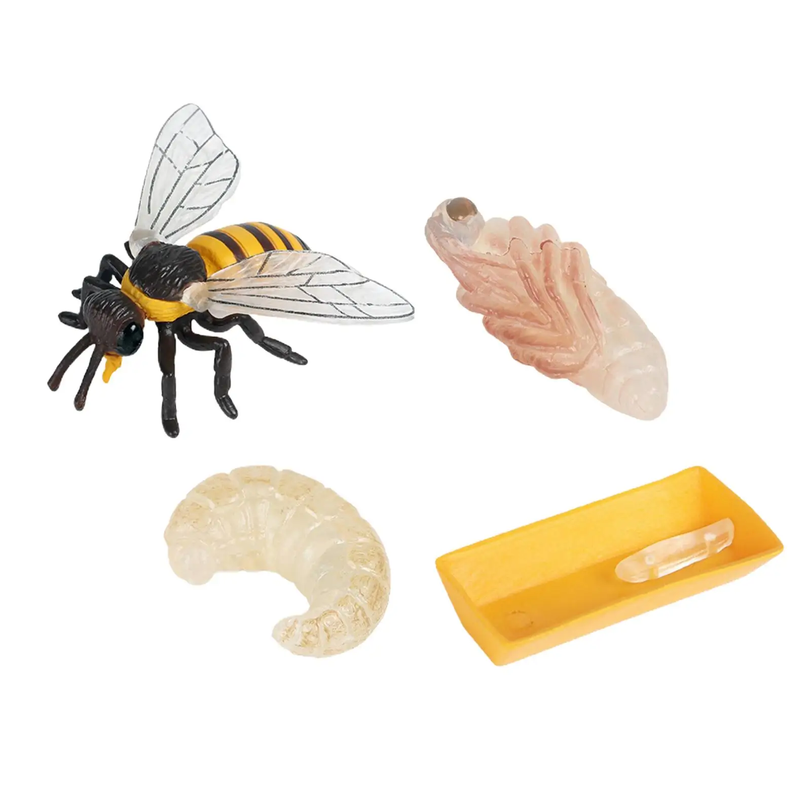 Lot of 4 Nature Bee Growth Cycle Child Education Learning Teaching Toys，Realistic 4