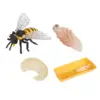 Lot of 4 Nature Bee Growth Cycle Child Education Learning Teaching Toys，Realistic 4