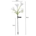 White Lily