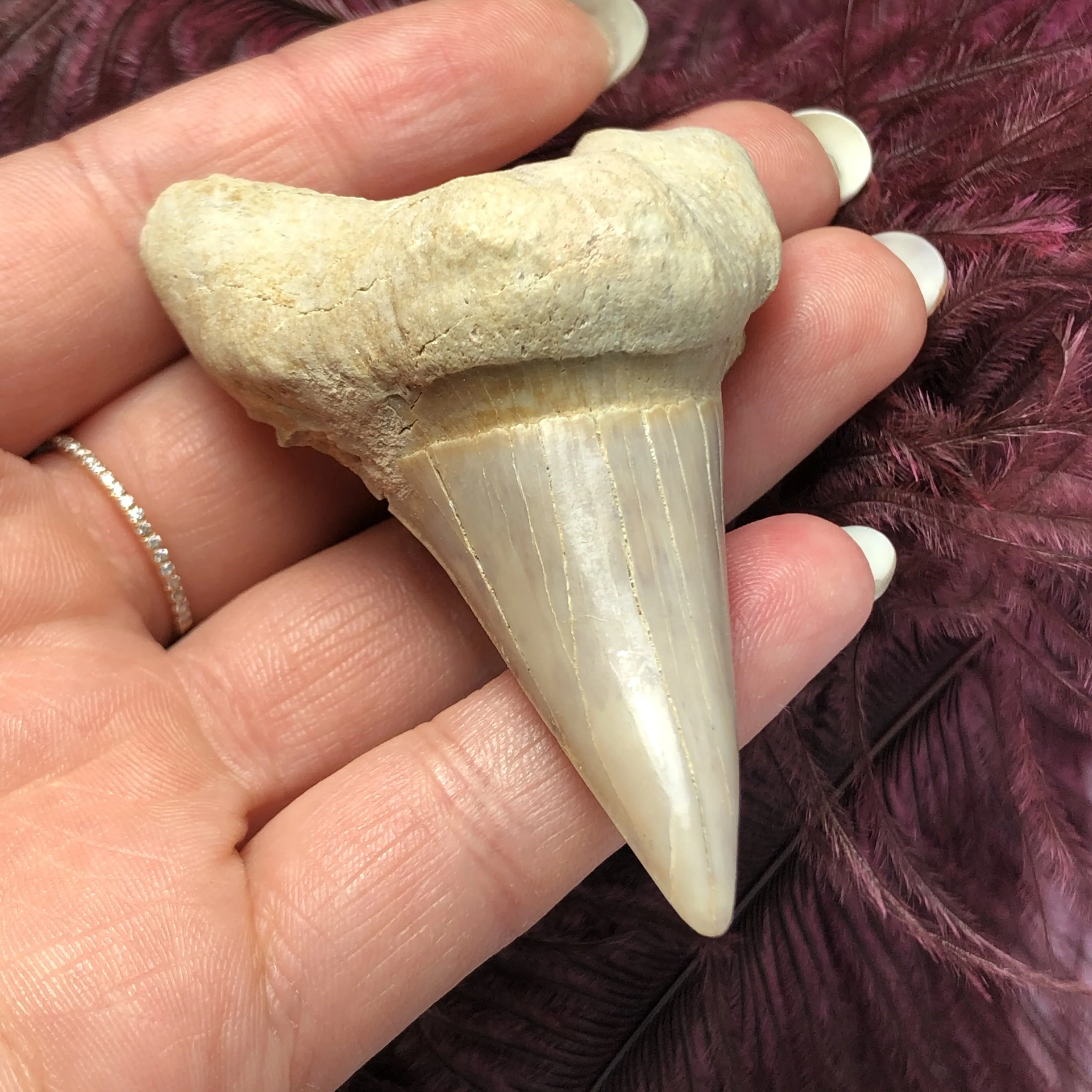 1 шт. огромный красивый Megalodon искусственный зуб зубы акулы|Камни| |