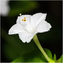 Seedsun белый вечер SEFASI