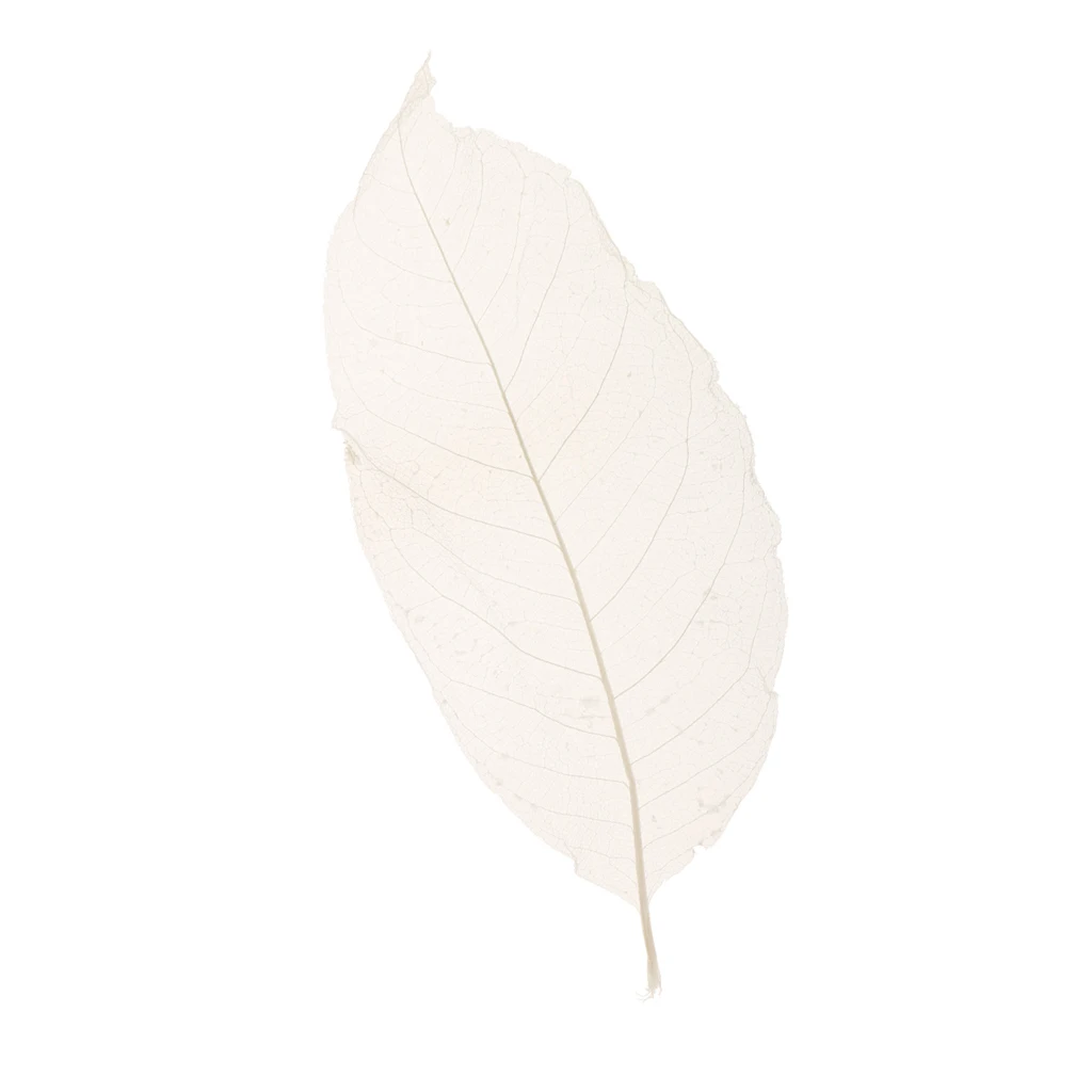 Pack of 50 Natural Skeleton Leaves Scrapbooking Craft DIY Wedding Invitation White