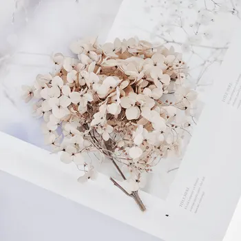 

20g/box High Quality Natural Fresh Preserved Flowers Dried Anna hydrangea Flower Head For DIY Real Eternal Life Flowers Material