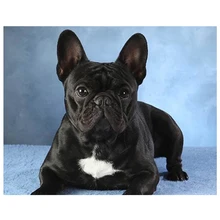 Diy фото на заказ Алмазная картина Французский бульдог 3d полная Алмазная мозаика, вышивка бисером вышивка крестом мозаика Дрель Стразы