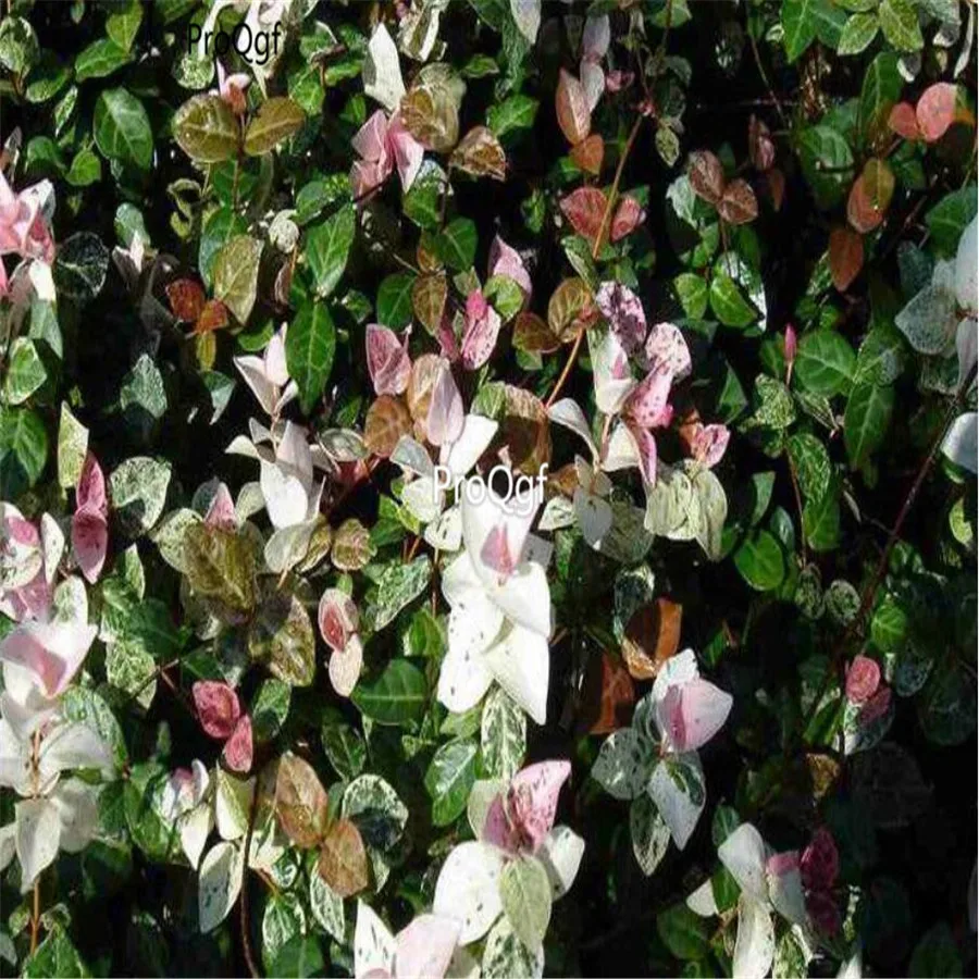 Ngryise 2000 шт набор Trachelospermum jasminoides