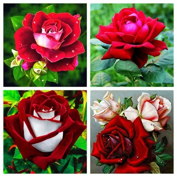 

HUACAN Diamond Painting Kit Rose Full Square Embroidery Diamond Mosaic Sale Flower Handicraft Wall Art