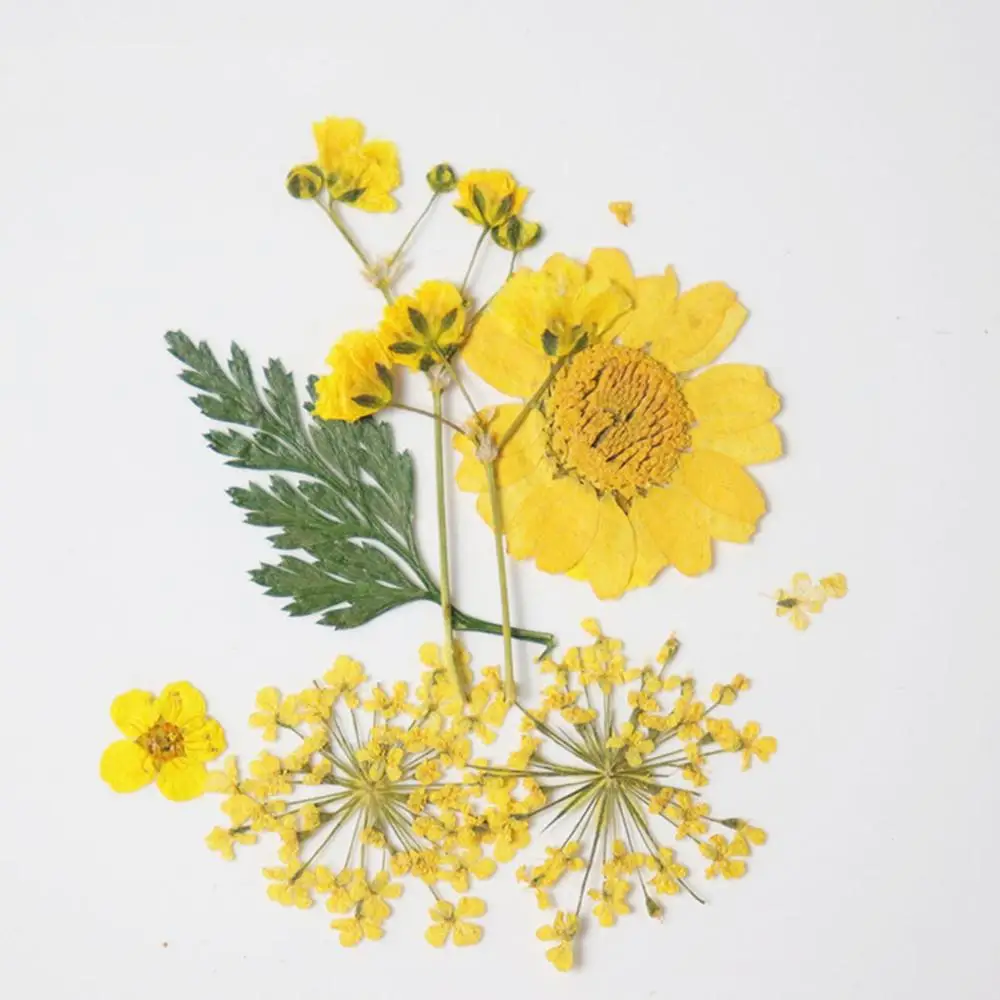 

Doreen Box Colorful Real Dried Flower Resin Jewelry Craft Filling Material 3.8cm x 2.5cm-0.7cm x 0.7cm, 1 Packet ( 7 PCs/Packet)