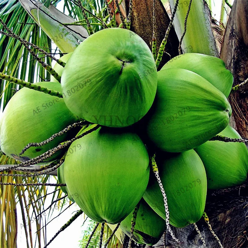10 шт./пакет, кокосовое дерево бонсай, тропические брюки с высокой питания сочные фрукты, многолетние древесные растения для дома и сада "сделай сам"