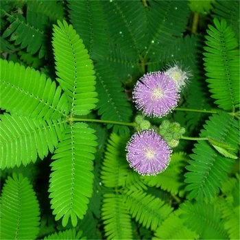 

Plant Flower Bath Salts Purple Flower Mimosa Essence 100Pcs XZZ-192