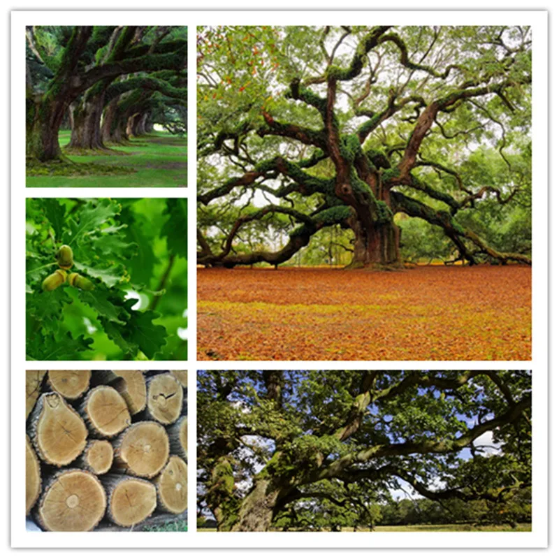 

5pcs Red Oak Tree Quercus Alba Shade Acorn of perennial garden for garden to give decoration