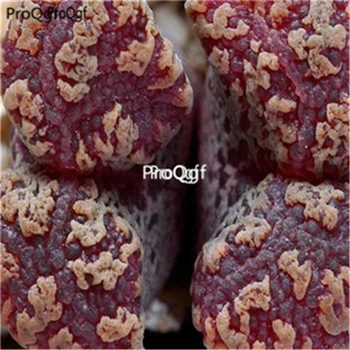 

Ngryise 100Pcs A Set Conophytum pellucidum dark red