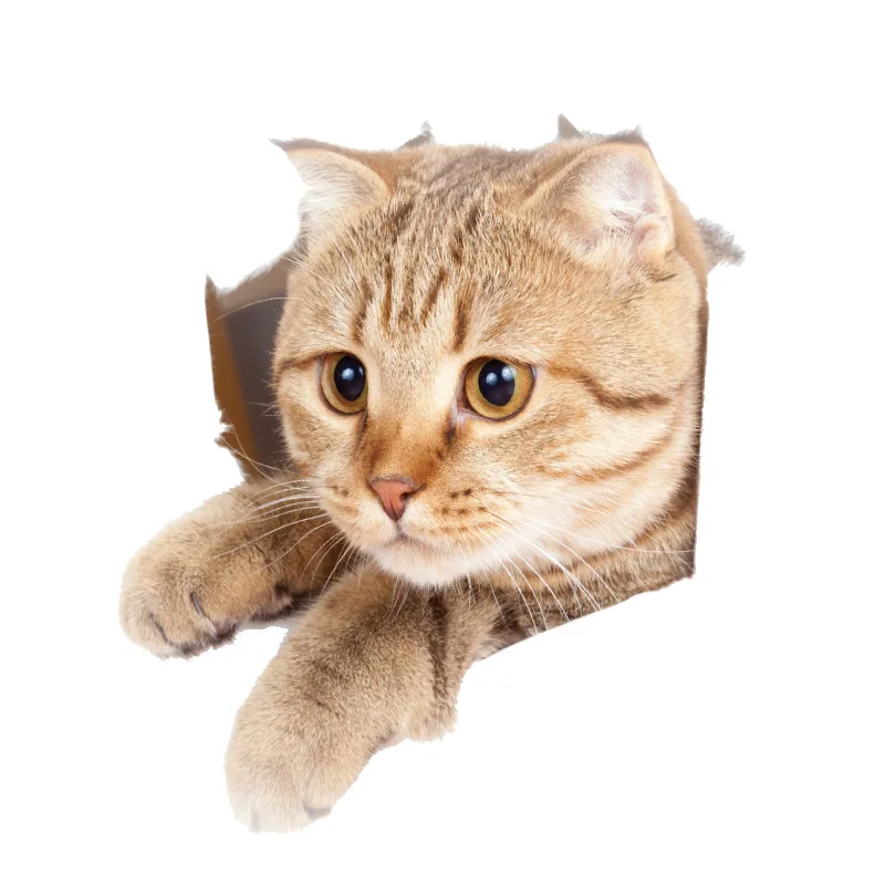 Cute cat Wallpapers Download  MOONAZ