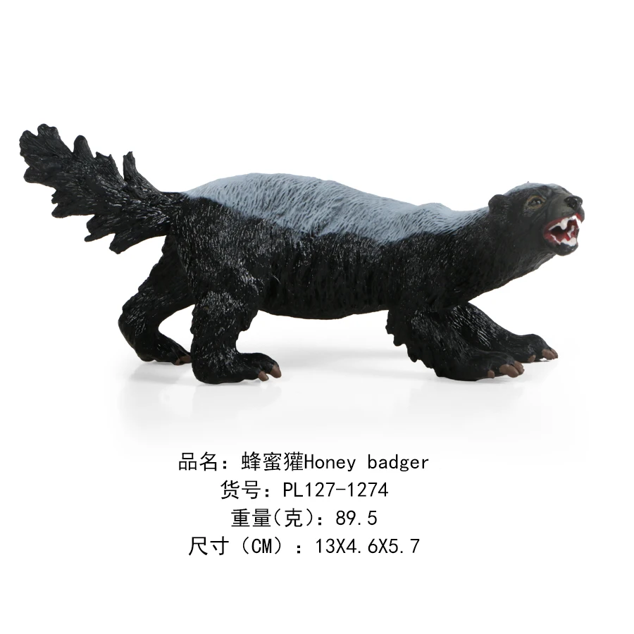 蜂蜜獾Honey badger-1274