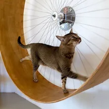 cat exercise wheel diy