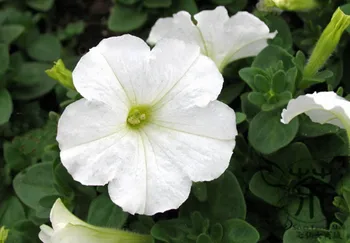 

Garden-Petunia Petunia Hybrida Ai-Qian-Niu