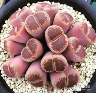 50 шт. свежие настоящие литопсы Aizoaceae псевдоtruncatella суккулент Semillas микс~ живые камни красочные лица sementes - Цвет: 9
