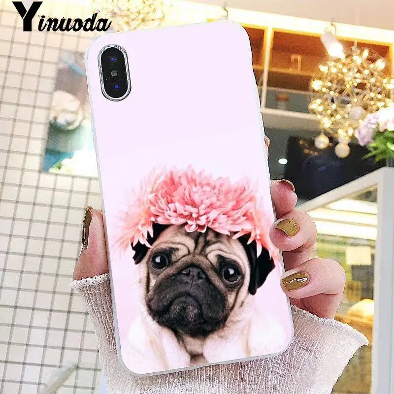 Animal Cute Pug Dog