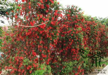 

Callistemon Rigidus Melaleuca Linearis Hong-Qian-Ceng