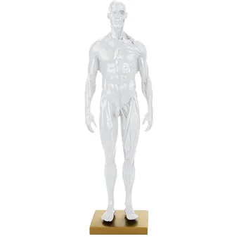 

Anatomical Model Body Model Anthropometric Dummy 1:6 Resin Muscle Skeleton Sculpture 30cm Durable Manual Engraving Show Anatomy