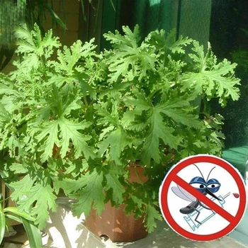 

Lioder citronella plant seeds Mozzie Buster sweet grass mosquito repellent lemon geranium seeds 100