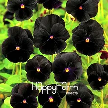100 шт./упак. срок! Редкие Цветочные растения черный анютины глазки сад, холодный Resitance многолетнее украшение дома бонсай цветы Se