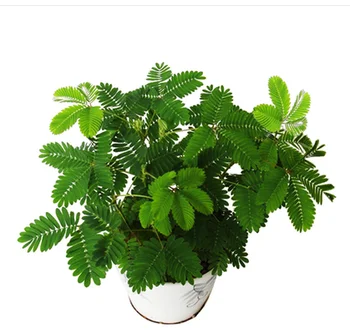 

Semillas plantas small potted indoor balcony plants four seasons easy to plant graines fleurs a planter