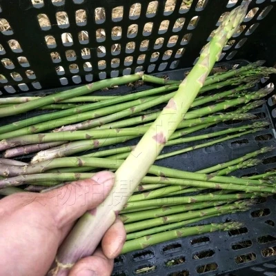 20 шт Свежие Органические спаржа OoHigh yield овощи