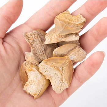 

3pcs/set natural fossils shark tooth specimen for education Nice Gift For Stone Collection 2.5-3cm