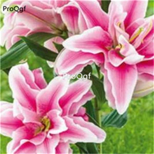 Ngryise 30 шт набор Lily Lilium brownii - Цвет: 17