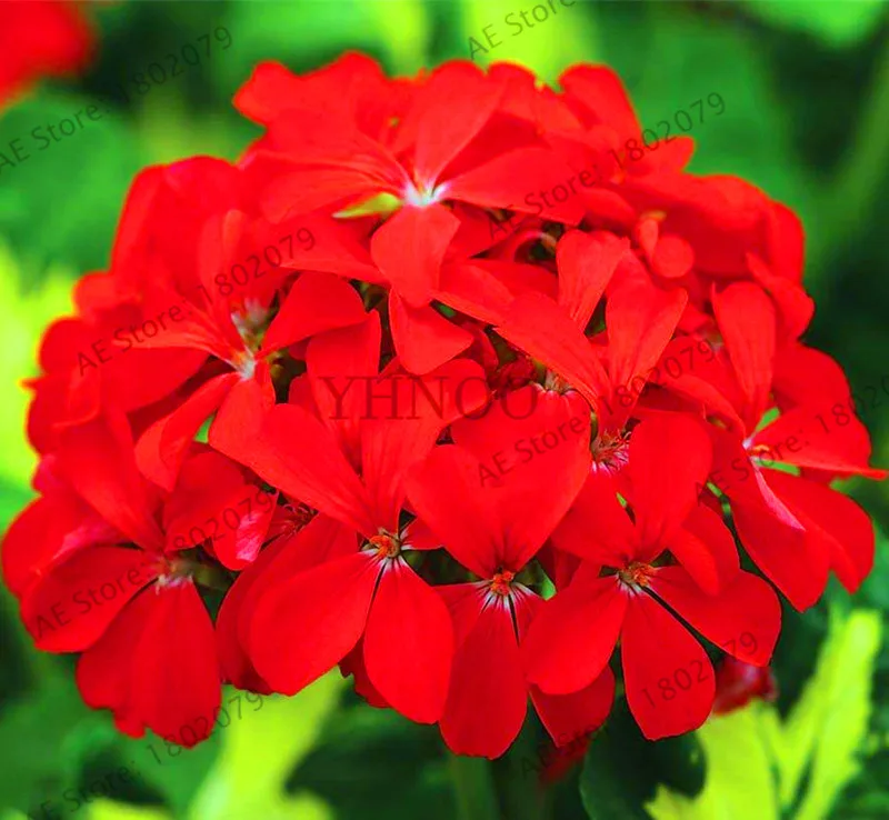 6 Свежий 10 шт./пакет Редкие герани растения Appleblossom Rosebud Pelargonium многолетние цветник выносливое растение бонсай - Цвет: 6