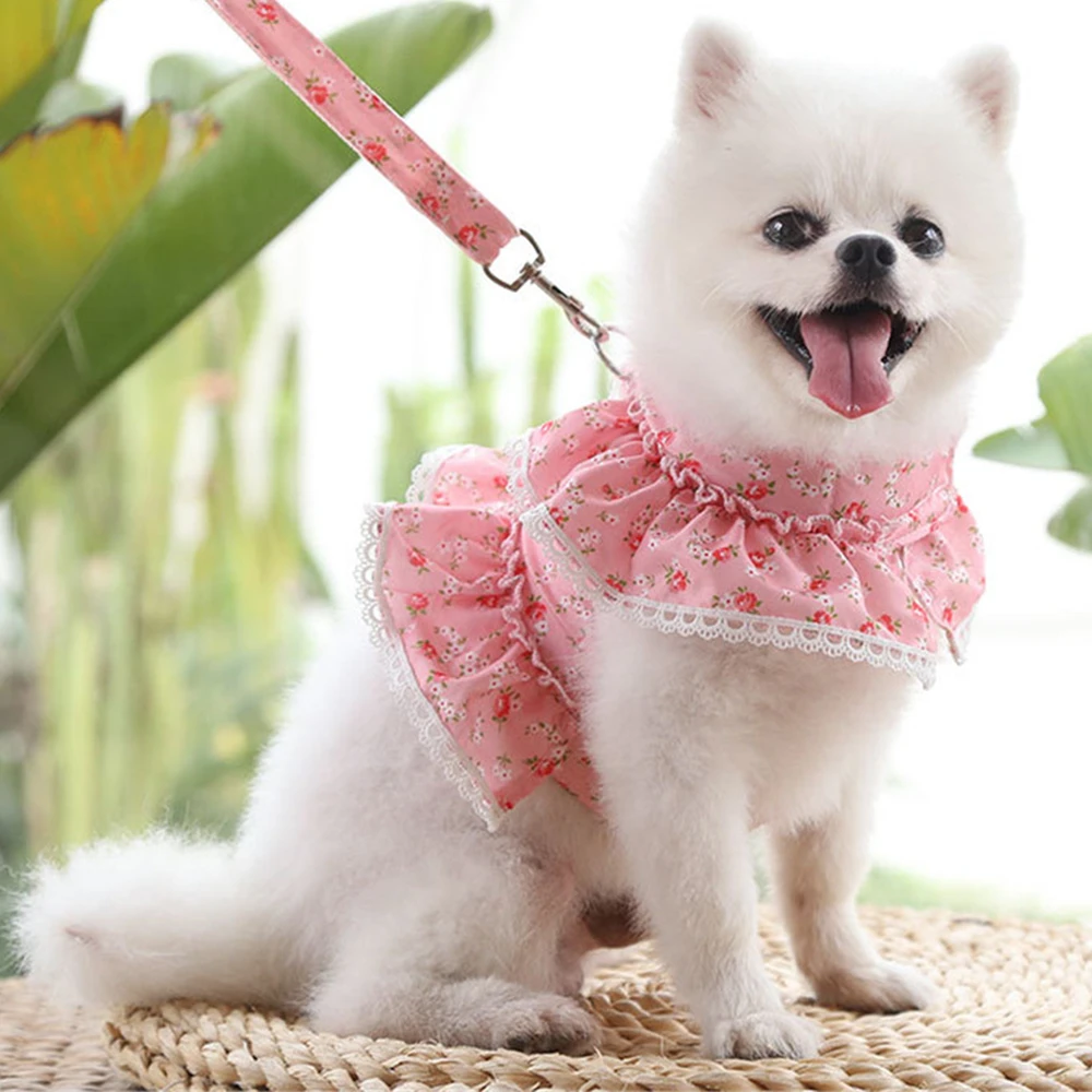 Can Pomeranians Wear Collars