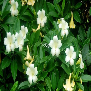 

Ngryise 500Pcs A Set Fagraea ceilanica