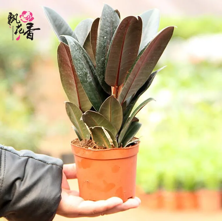 

Wholesale Black Edition Potted Plant Also Called Rubber Tree Potted Plant Suction Formaldehyde Purification Air